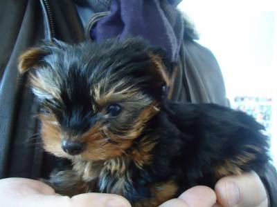 yorkshire terrier para adopçao