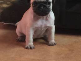 Pugs FILHOTES