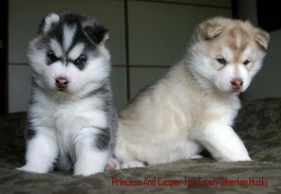 afetuosos inglês bulldog cachorros para venda