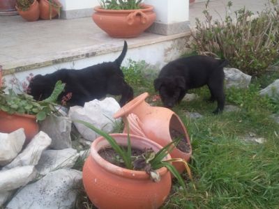 pastores de qualidade - grandes e fortes