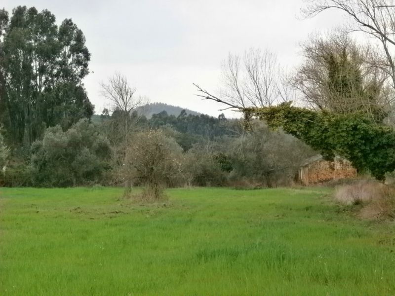 Monte no Cercal com Viabilidade