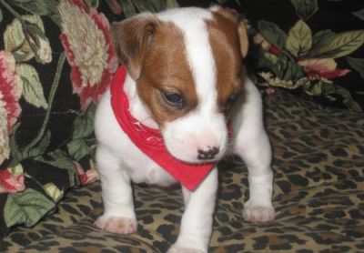 magnífico, bonito e adorável Jack Russell Terrier para adopção livre para solicitação de mais dados