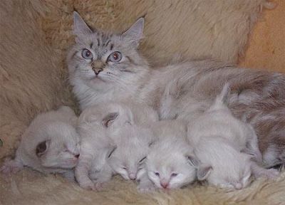 Gatinhos Bobtail americano masculino e feminino Eles são bem treinados, em todos os seus tiros, acab