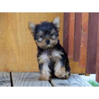 2 Filhotes de Yorkshire Terrier bonitos para adopç