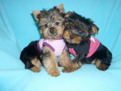 BabyDoll Yorkshire Terrier AKC Feminino 12 semanas de idade PRONTO