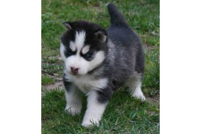 Filhotes Husky Siberiano para adopção