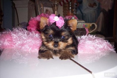 Casas bem gerado filhotes de cachorro do Yorkie para sua família.