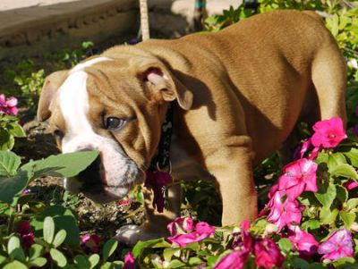 Inglês bull dog filhotes para adoção