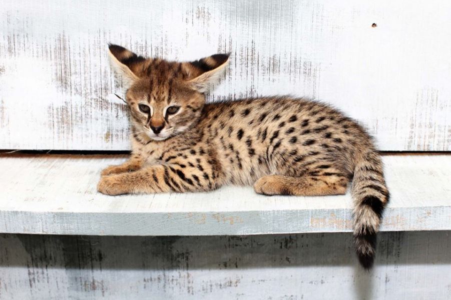  Disponível F1, F2 Savannah e Serval, Caracal e gatinhos Ocelot