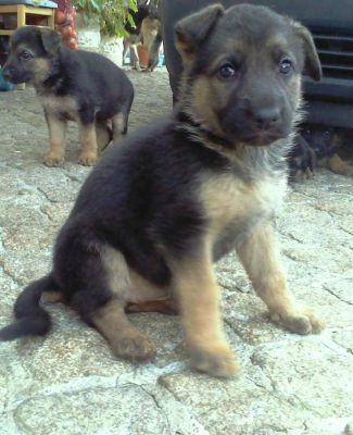 Pastor Alemão - Fêmeas pela melhor oferta