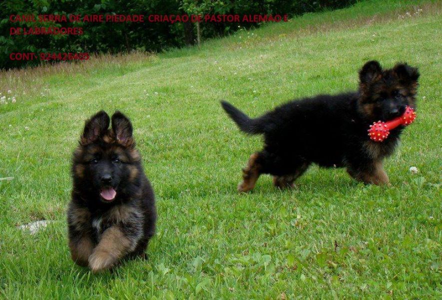 Pastores alemaes de qualidade  com pediggre 