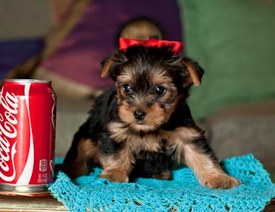 yorkie cachorros para adopção