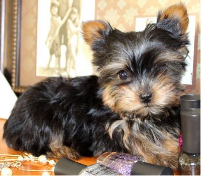 Filhotes Raças Pequenas Super Teacup yorkies
