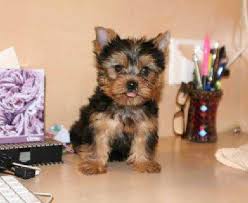Adorável Yorkshire terrier cachorros para adopção.