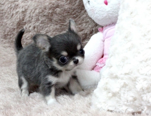 Filhotes De Mini Chihuahua Para Adoção