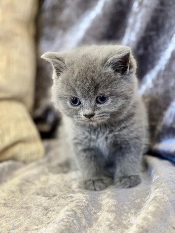 Linda ninhada de gatinhos de pêlo curto britânico Pedigree 