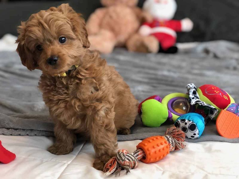 Filhotes de doodle dourado