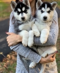 Filhotes de Husky Siberiano