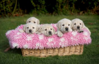 Filhotes de labrador creme bonitas