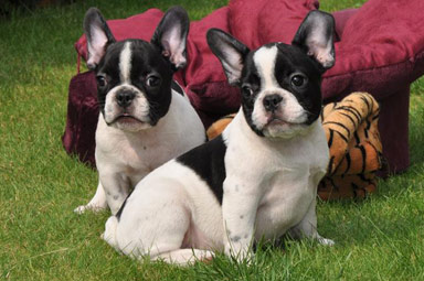 filhotes bulldog francês.