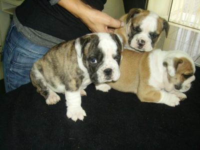 Inglês Bulldog cachorro bonito