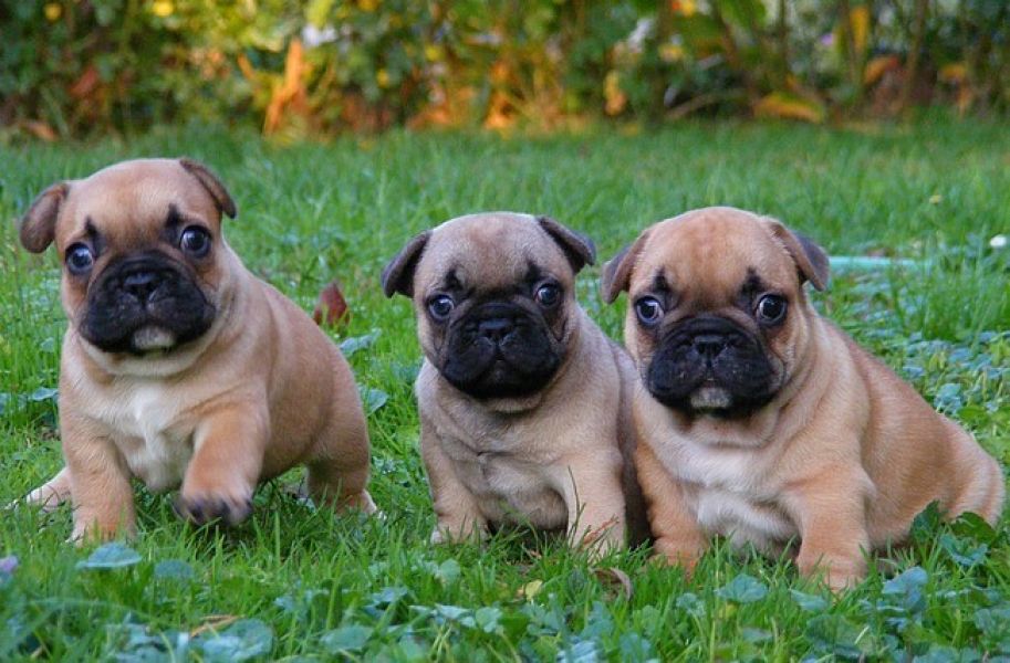 Filhotes de buldogue francês