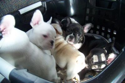 Camada bulldog francés nacidos regalo