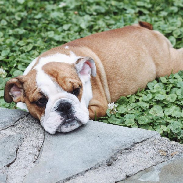 Lindos Buldogues Ingleses Registrados.