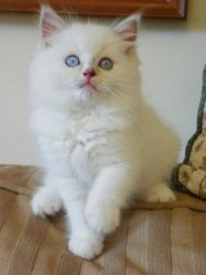 Pronto agora!! Fantastic Reg Flame Mitted Ragdoll gatinhos