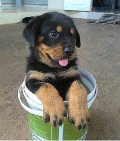 Filhotes de Rottweiler disponíveis.