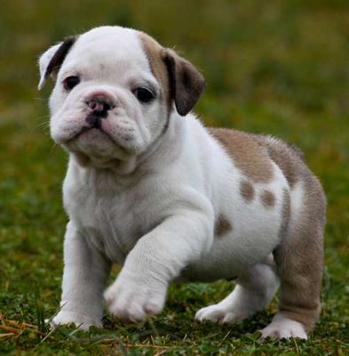 Inglês bulldog filhotes para adoção
