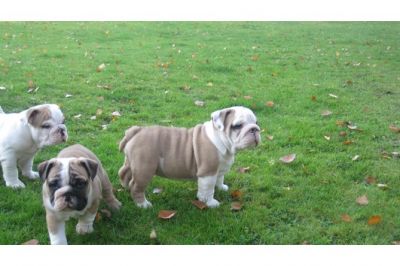 Inglês bulldog filhotes disponíveis.