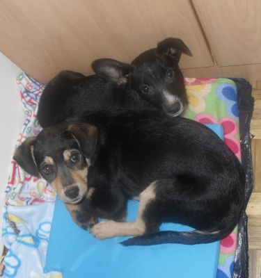 Dão-se 3 cachorrinhos