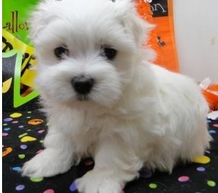 filhotes de cachorro Maltês bonitos para desapegar-se de um novo lar