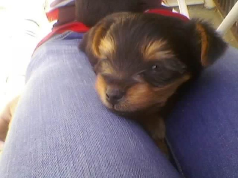 Yorkshire terrier, macho