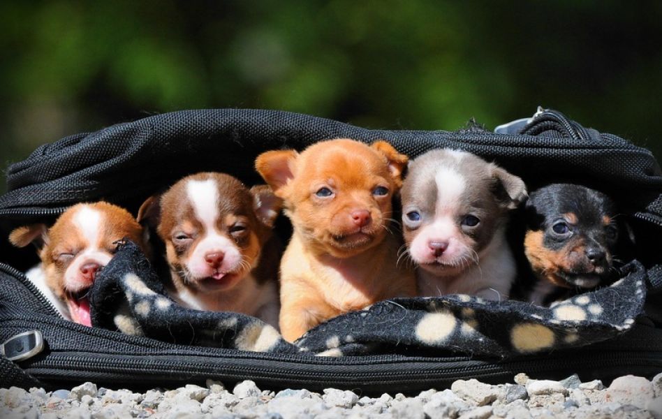 Cachorros de brinquedo Chihuahua masculino e feminino
