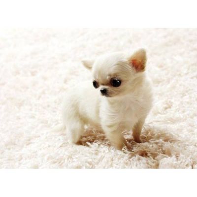  teacup chihuahua cachorros disponíveis!