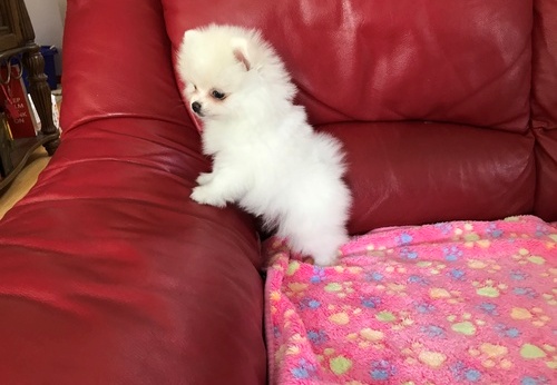 Filhotes de cachorro bonitos de Pomeranian disponíveis.