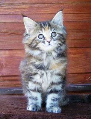 Gatos de raça Maine Coon