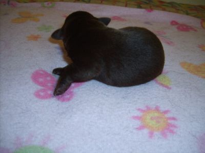 Labrador Retriever - cor castanha