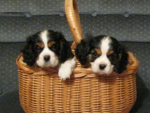 Filhotes rei Charles