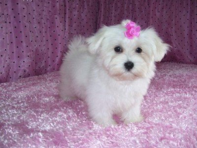 Maltês cachorros para adopção 120 