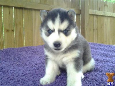 Campeão linha, que é muito social com crianças e outros animais domésticos cachorro Husky Siberiano