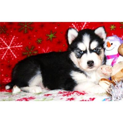 adorável teacup cachorro husky para venda