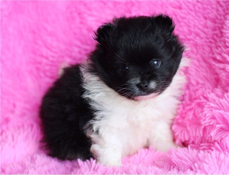 Filhotes de Pomerânia