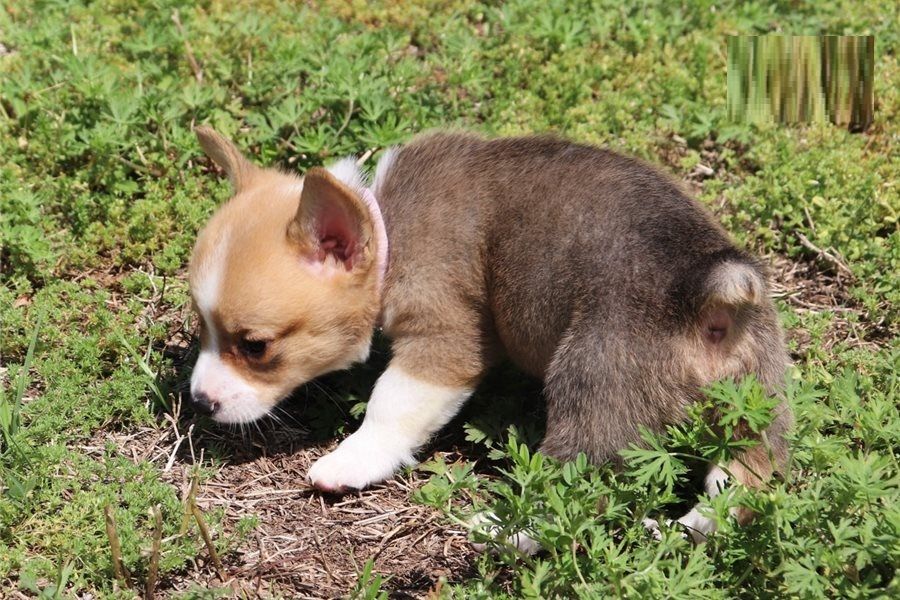 Filhotes adoráveis de corgi  para adoção.