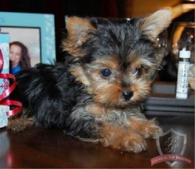 Yorshires terrier para venda