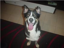 da-se cao com 14meses lindo