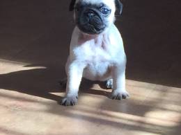 Pugs FILHOTES