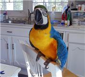 arara lindo e magnífico azul e ouro para adopção,